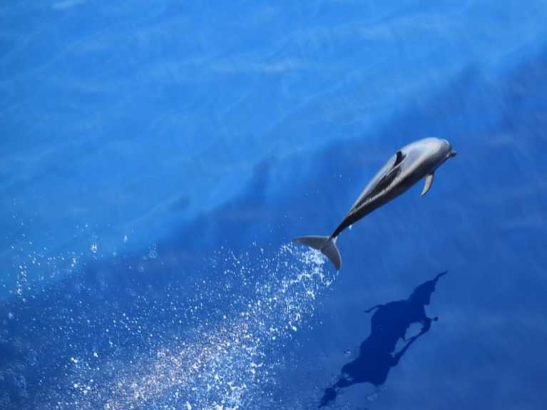 Waterpret en dolfijnen op Fuerteventura