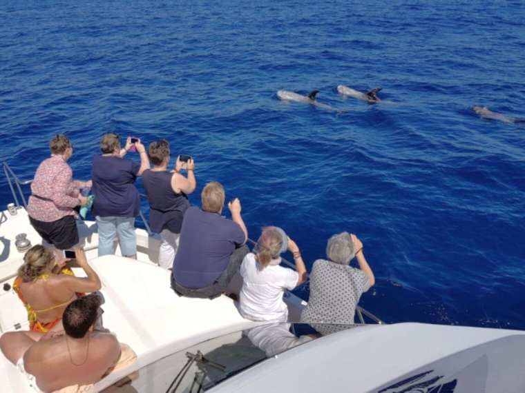 Walvissen en dolfijnen kijken Caleta de Fuste