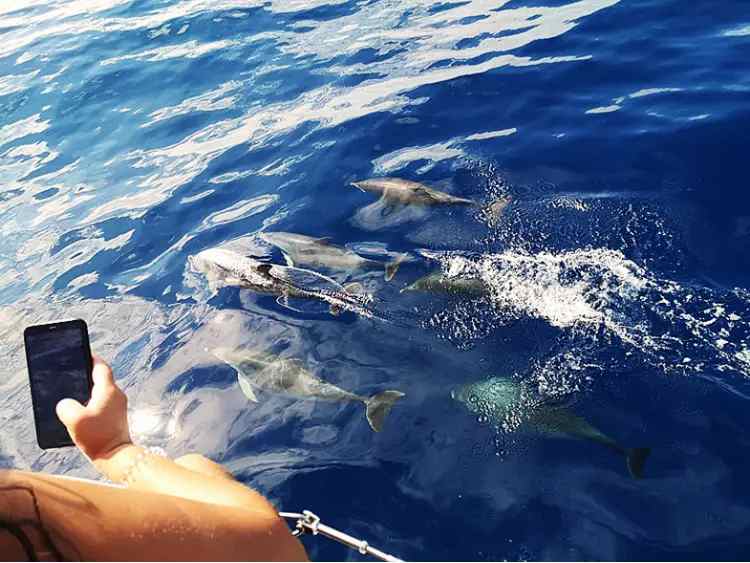 Walvissen en Dolfijnen kijken Corralejo