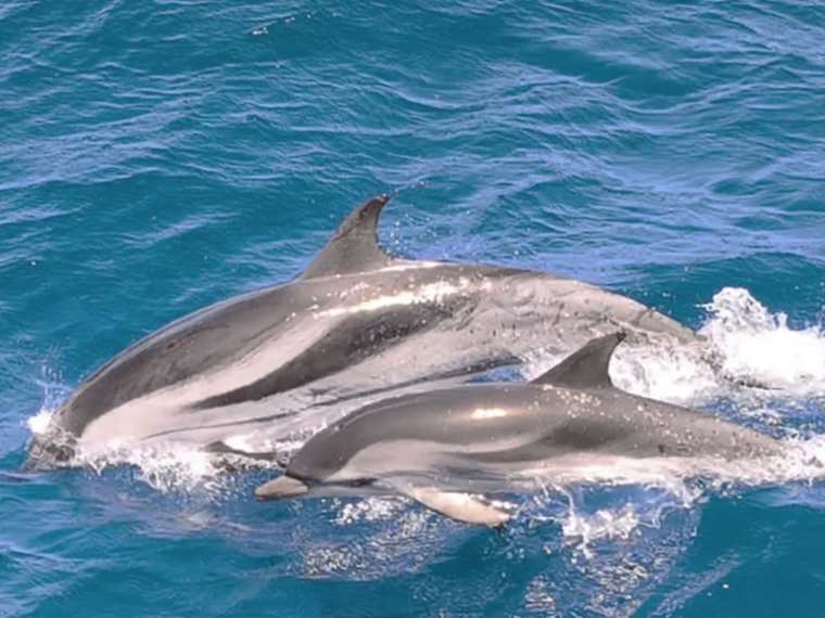 Walvissen en dolfijnen kijken Morro Jable Fuerteventura